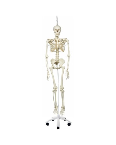 Physiological Skeleton Model - Phil - Hanging Stand